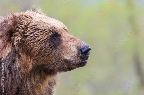 Brown Bear head Close up Portrait
