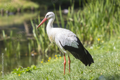 Stork in grass