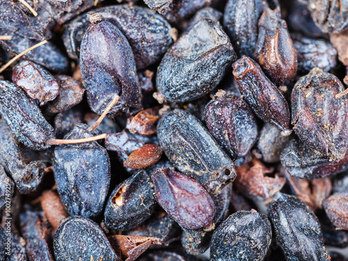 dried black berberis fruit close up