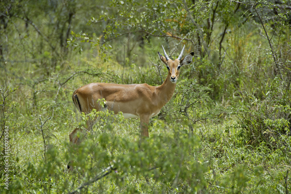 Fototapeta premium Young female impala antelope in Lake Mburo National parc Uganda