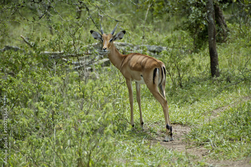 Young female impala antelope in Lake Mburo National parc Uganda Young female impala antelope in Lake Mburo National parc Uganda