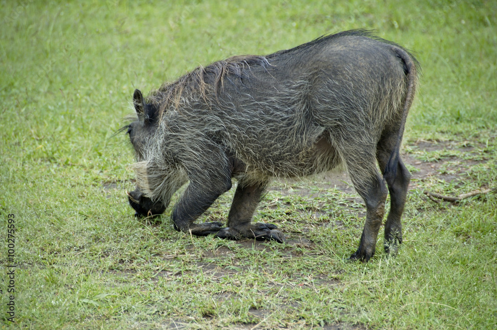Wild pigs at Lake Mburo National parc Uganda. Wild pigs at Lake Mburo National parc Uganda.