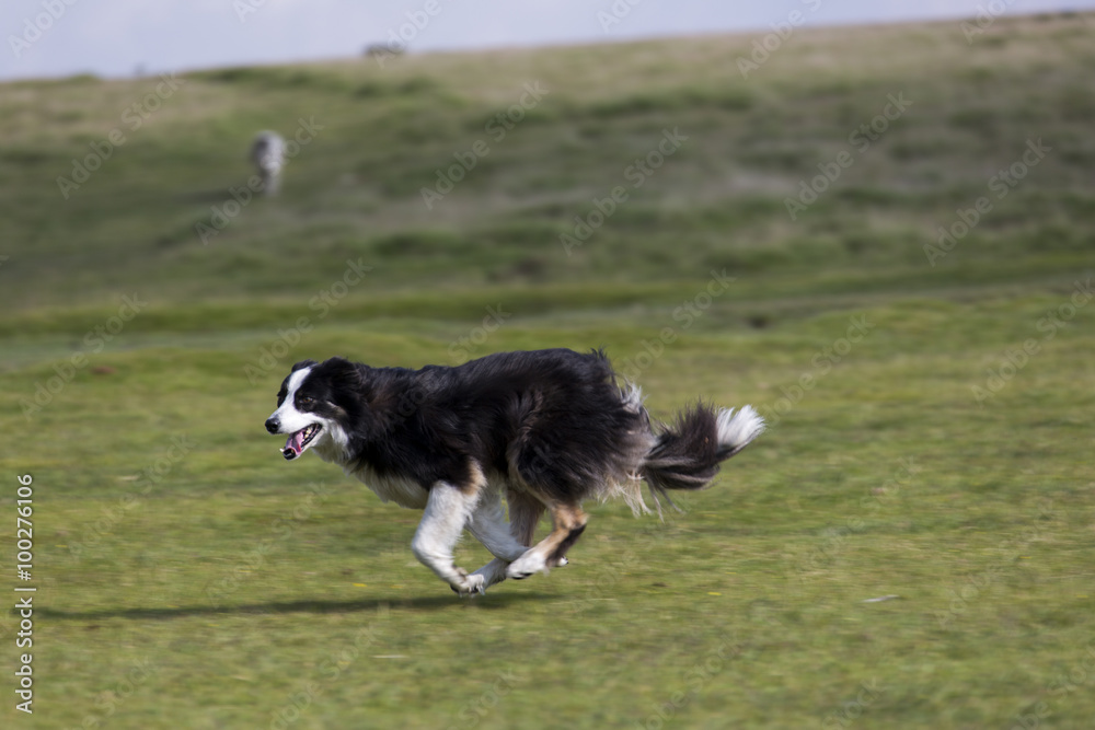 Border Collie in Aktion