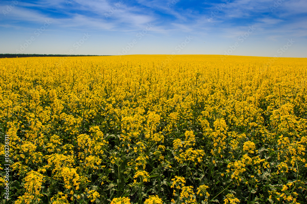view of yellow rapeseed field in blossom by forest view of yellow rapeseed field in blossom by forest