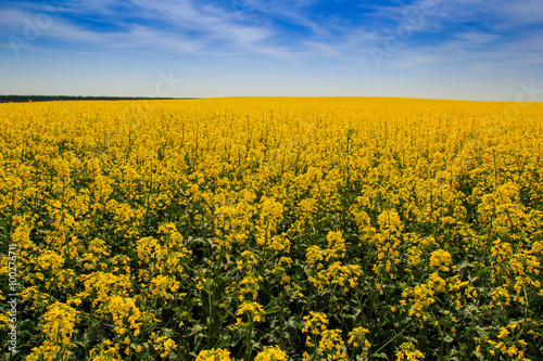 view of yellow rapeseed field in blossom by forest