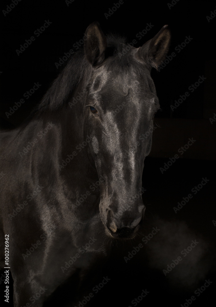 Fototapeta premium Czarny łotewski koń