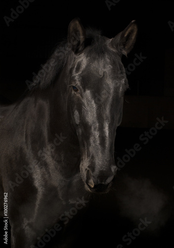 Black latvian horse