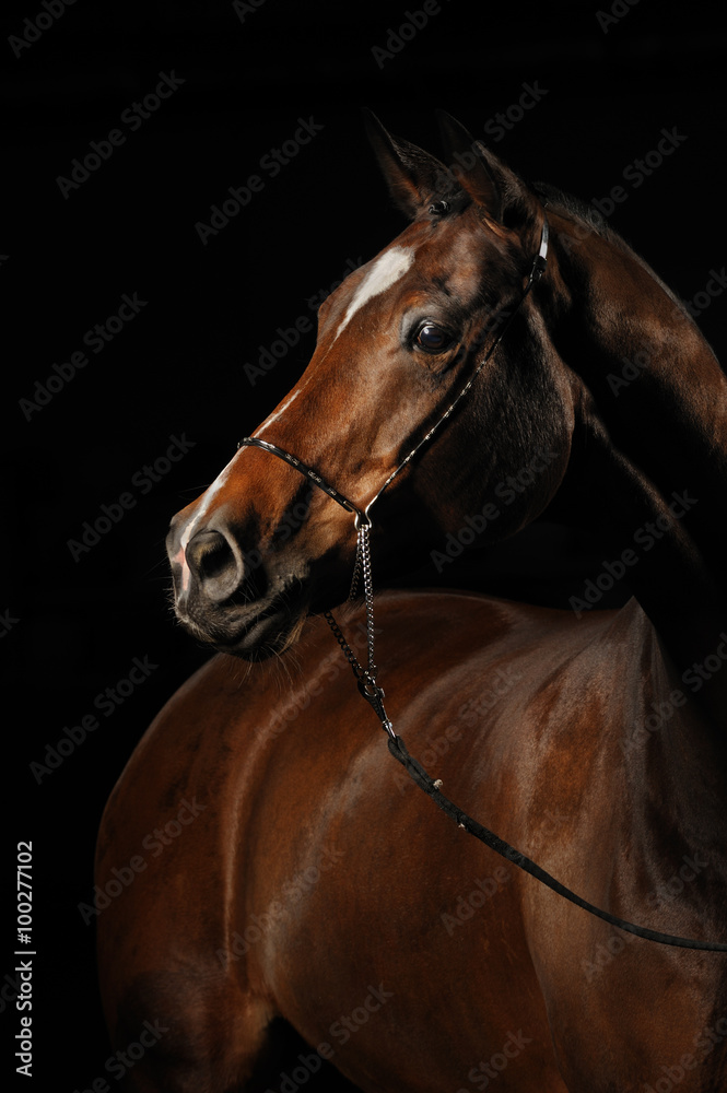 Portrait of a bay horse on the black background Portrait of a bay horse on the black background