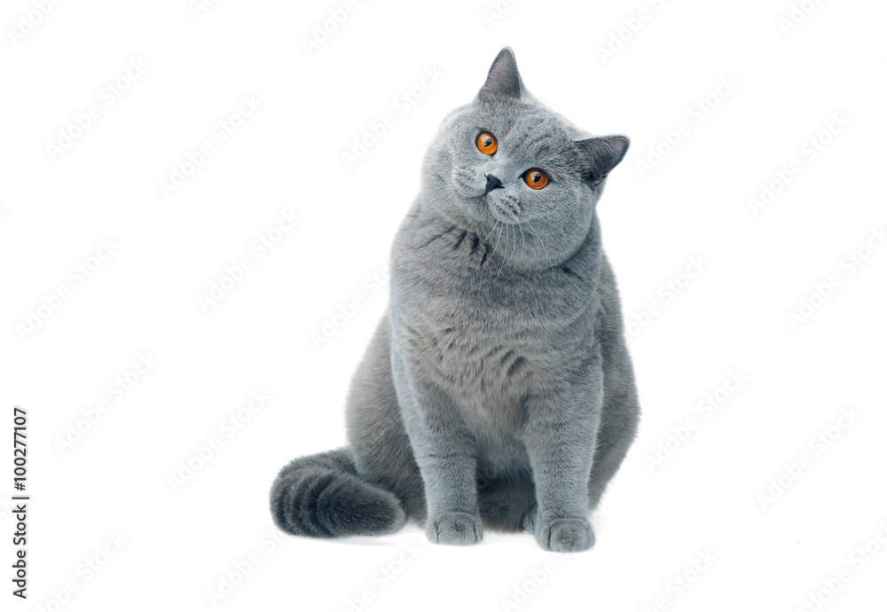 Obraz premium British cat staring