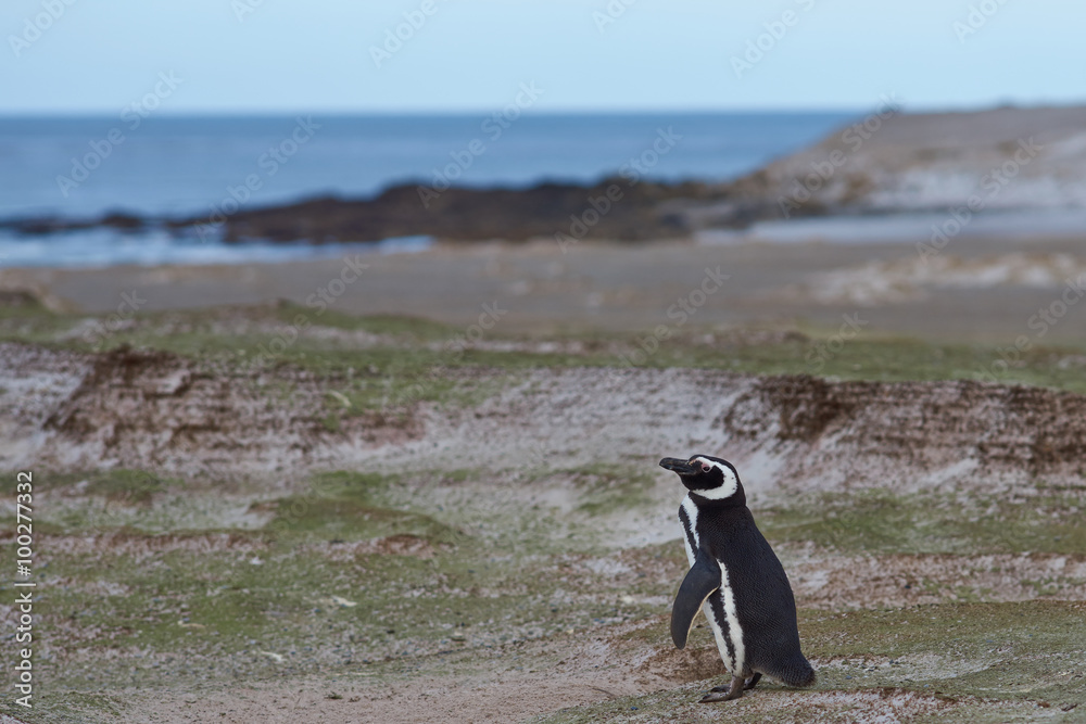 Fototapeta premium Magellanic Penguin (Spheniscus magellanicus) standing above its nesting burrow at Volunteer Point in the Falkland Islands.
