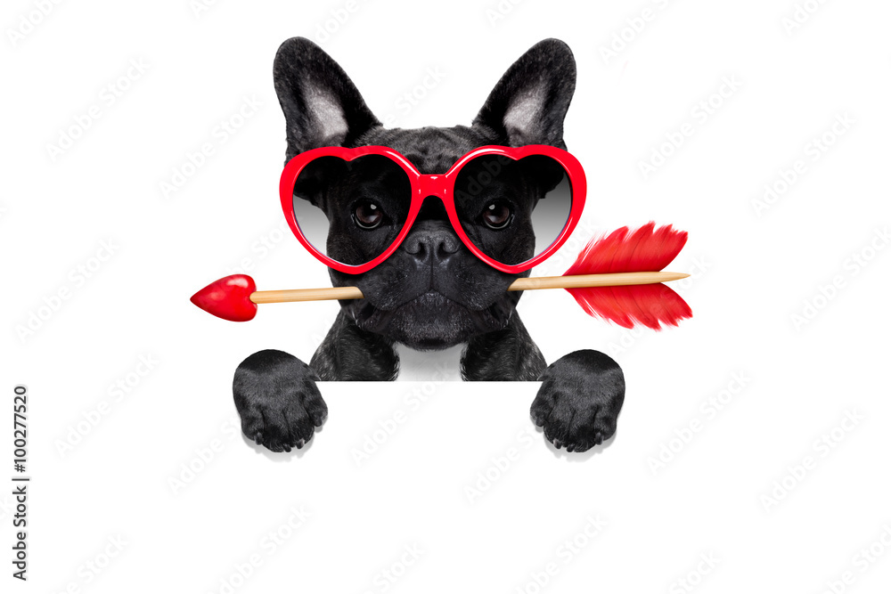 Fototapeta premium valentines dog in love