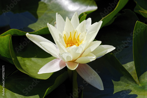 White Lily on the surface of a pond.