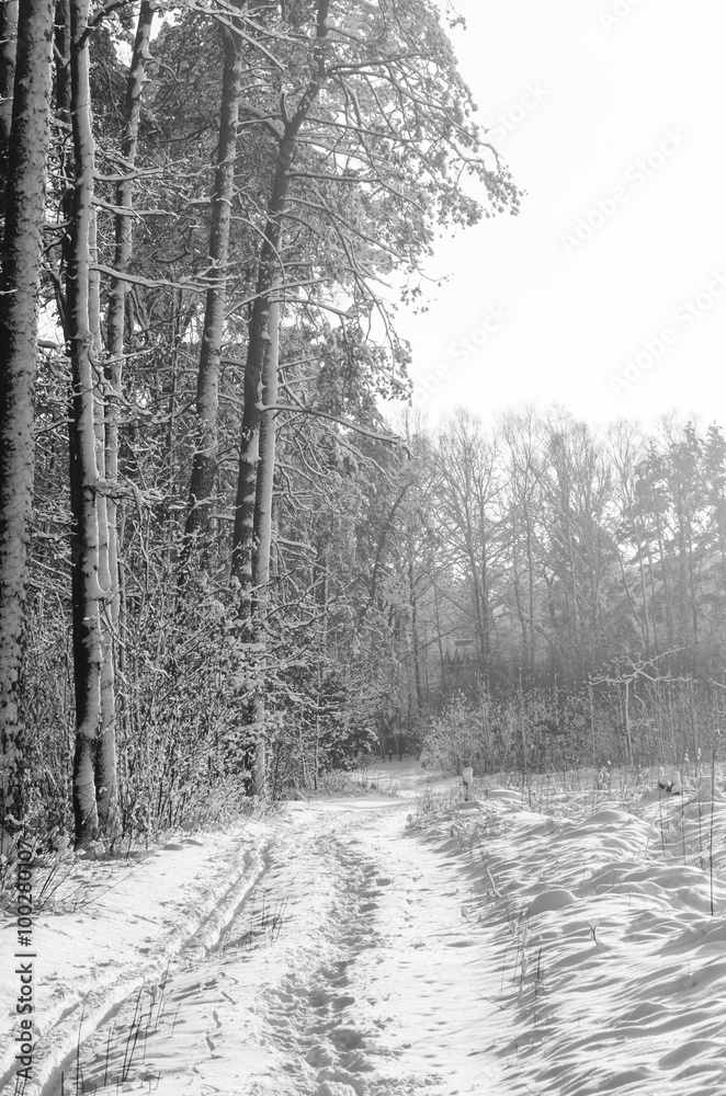 winter forest covered with snow winter forest covered with snow