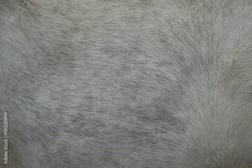Fototapeta Naklejka Na Ścianę i Meble -  a horse fur close up
