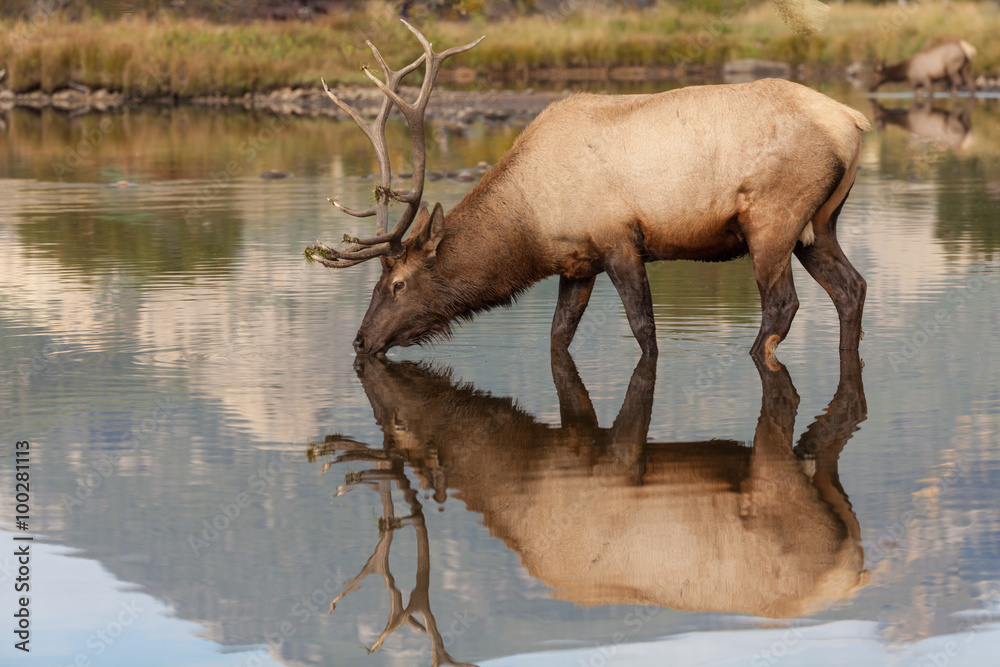 Obraz premium Reflection of Bull Elk Drinking