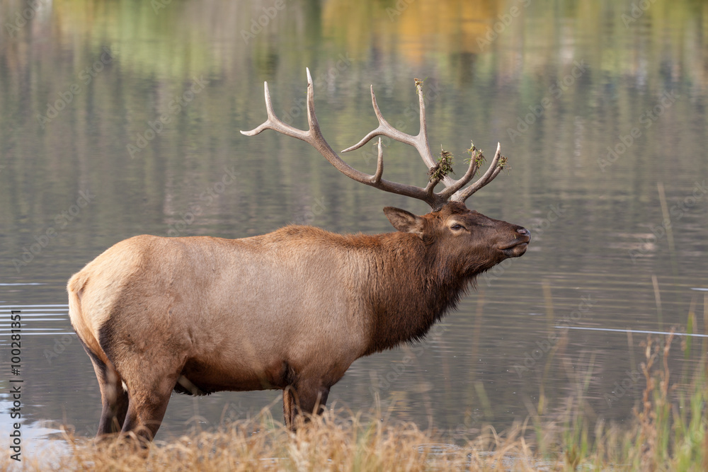 Bull Elk by Lake During the Fall Rut Bull Elk by Lake During the Fall Rut