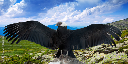 Bilde på lerret Andean condor   in wildness