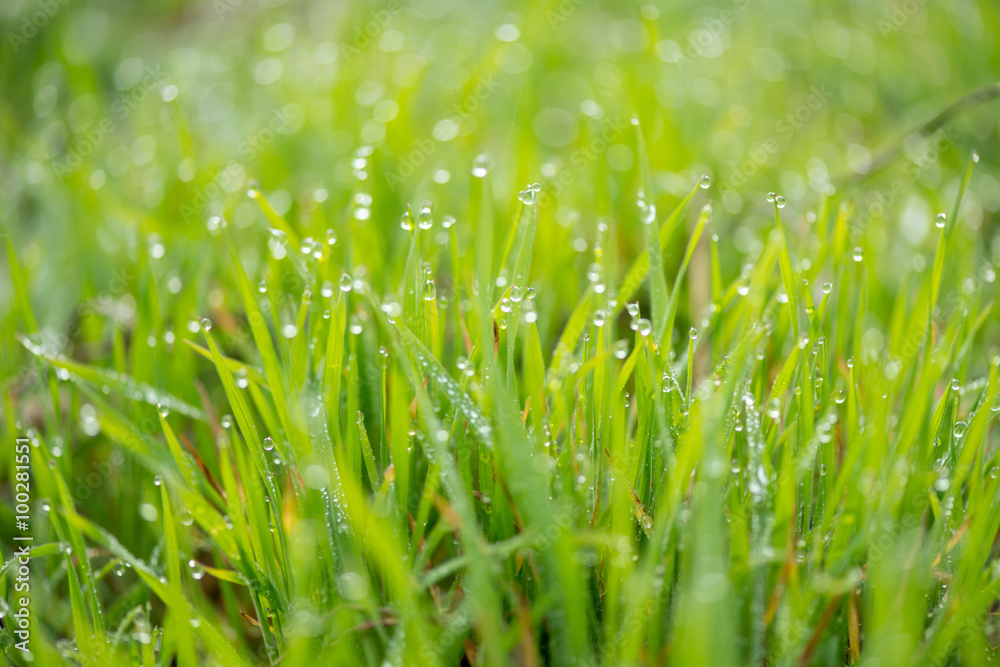 Fresh grass with morning dew drops on sunrise Fresh grass with morning dew drops on sunrise