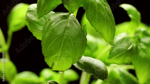 Wallpaper Mural Fresh green basil leaves closeup, rotating Torontodigital.ca