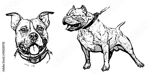 pitbull illustration