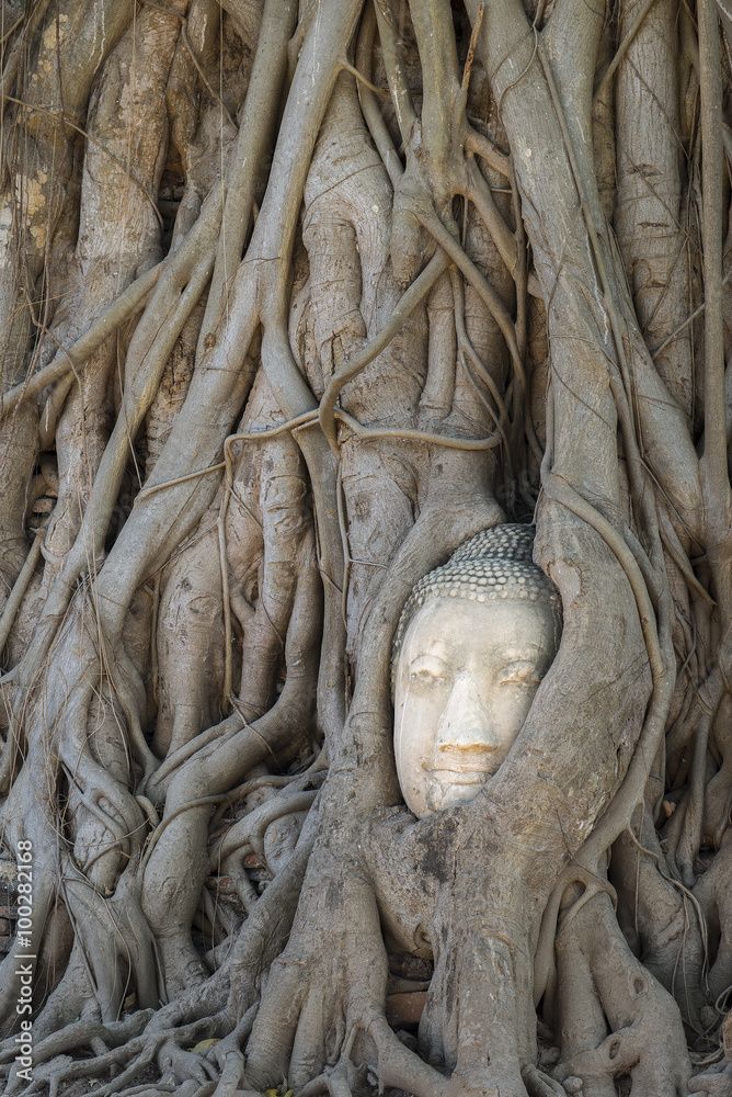 Head of Buddha statue in the tree roots at Wat Mahathat temple, Head of Buddha statue in the tree roots at Wat Mahathat temple,