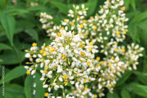 ナンテンの花