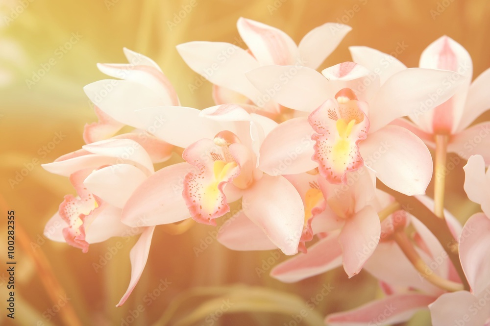 cymbidium sp cymbidium sp