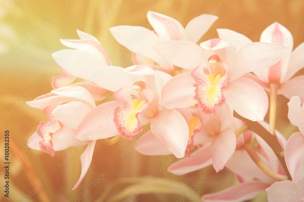 cymbidium sp