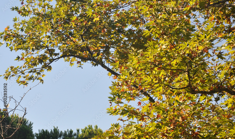 bright leaves in the sky bright leaves in the sky