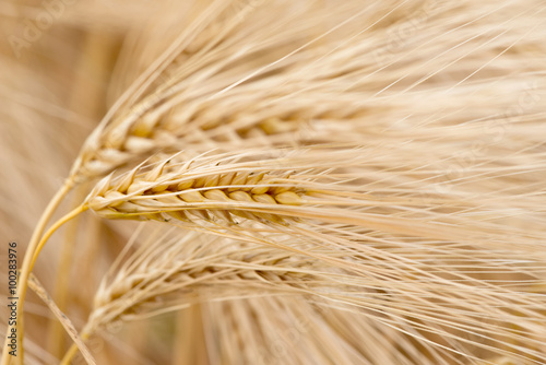 Slika na platnu Cereal Plants, Barley, with different focus
