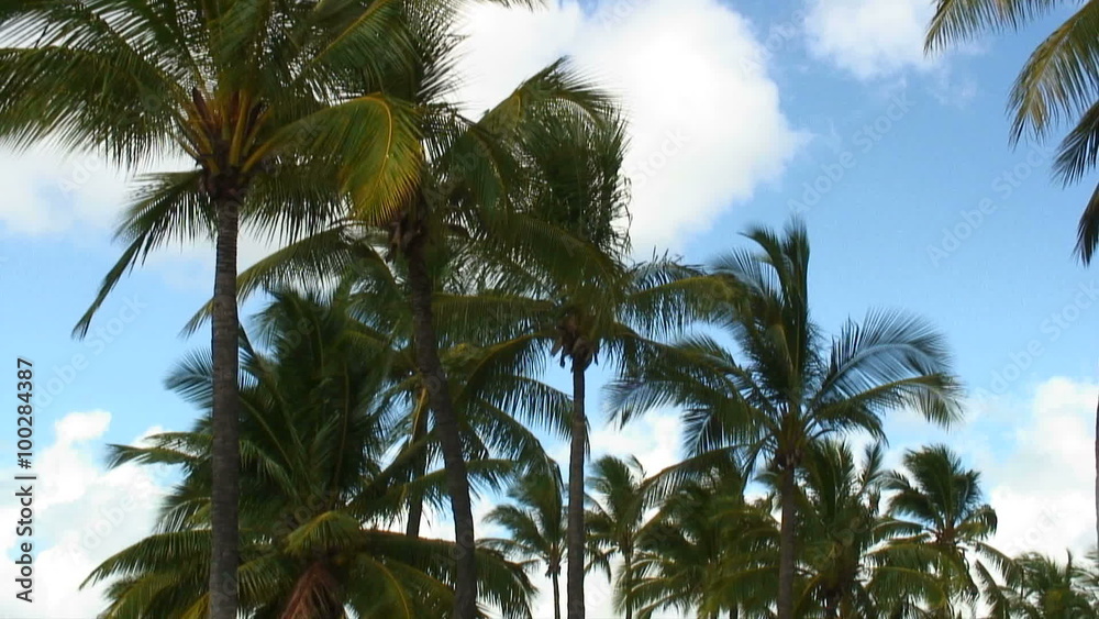 Group of palm trees swaying in the wind in Hawaii. Group of palm trees swaying in the wind in Hawaii.