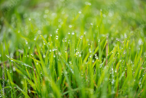Fresh grass with morning dew drops on sunrise