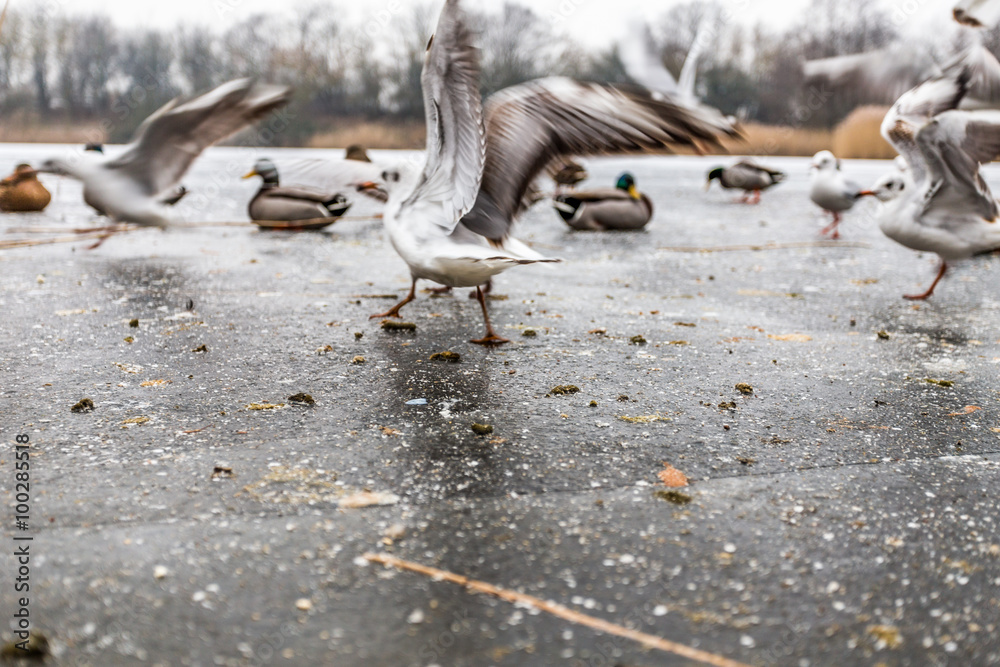 Obraz premium mühlenteich