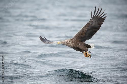 White-tailed eagle, fishing over a fjord