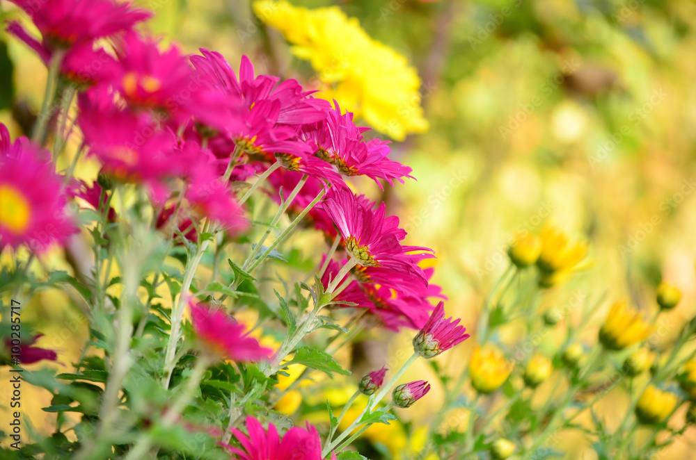 beautiful pink chrysanthemums flowers -close up beautiful pink chrysanthemums flowers -close up