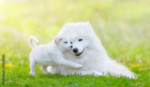 Mixed breed white puppy and samoyed dog on green background
