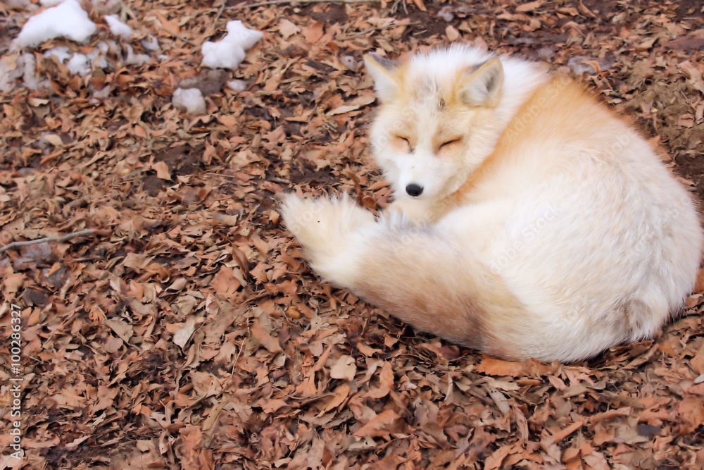 Fototapeta premium fox