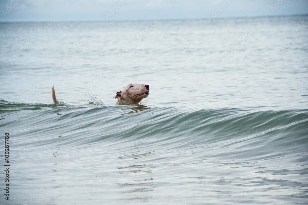 Fototapeta premium Bull Terrier Dog playing water