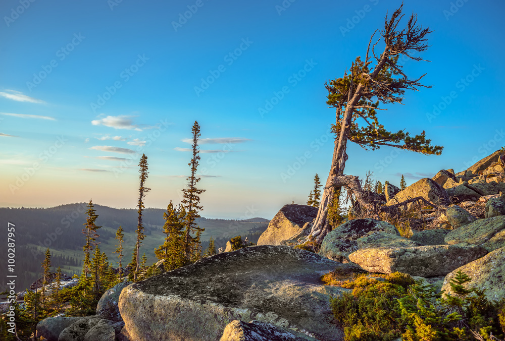 Obraz premium Spruce forest on the hillside 