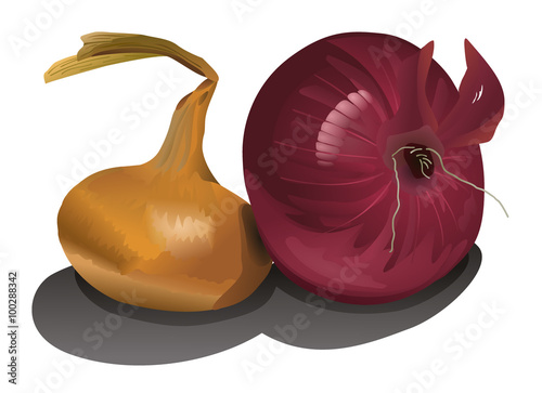 Two onion bulbs isolated