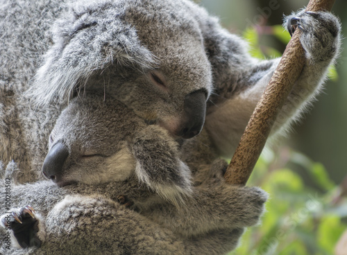 Koala and her joey 
