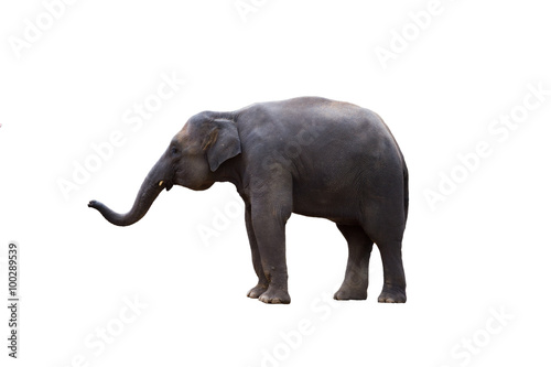 Thailand elephant on white background