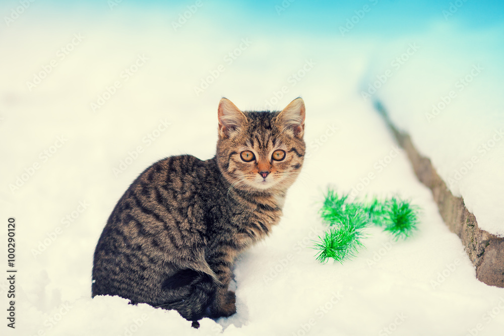 Little kitten sitting in snow