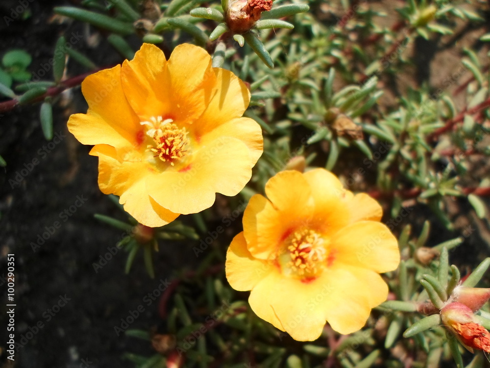 Flowers Flowers