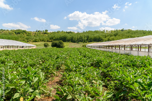 Fresh Organic Aubergine Plants On Agricultural Field