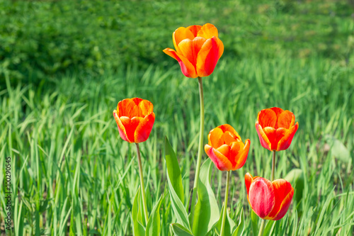 Flowers tulips on the flowerbed