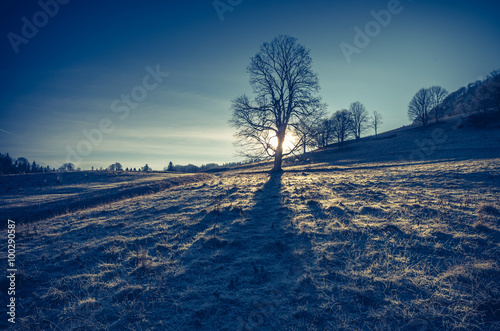 Morning sun behind the tree, Pieniny mountains, Poland