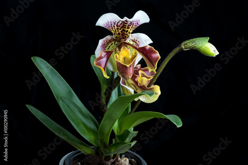 Frauenschuh Orchidee