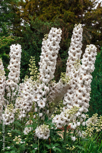 Stampa su tela Tall white delphinium flowers in a herbaceous border of an English Garden