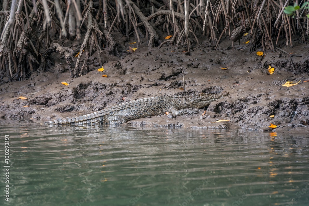 crocodile on river bank, Daintree crocodile on river bank, Daintree
